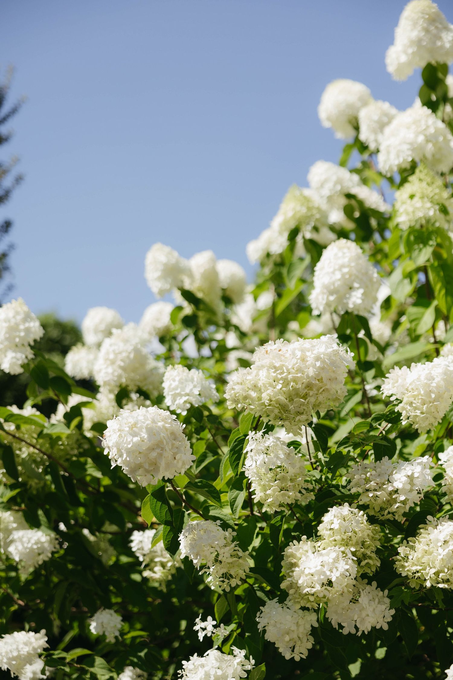 Beautiful white hydrangea blooms against bright blue summer sky.
