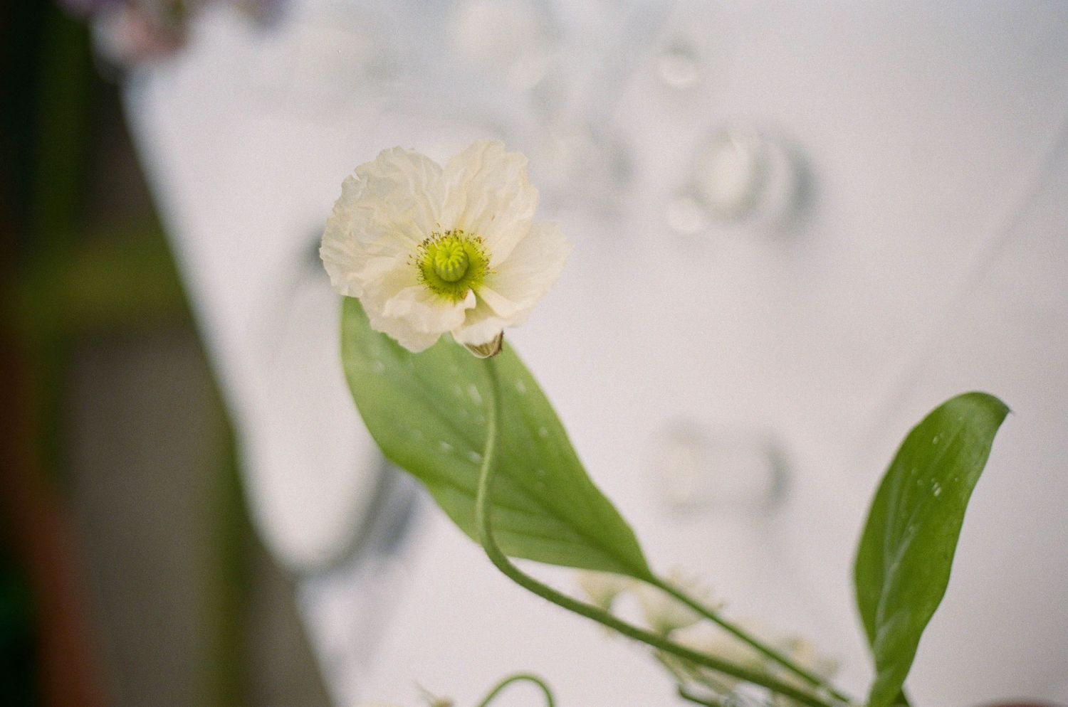 A delicate white poppy flower with a green center blooms on a slender stem with lush green leaves.