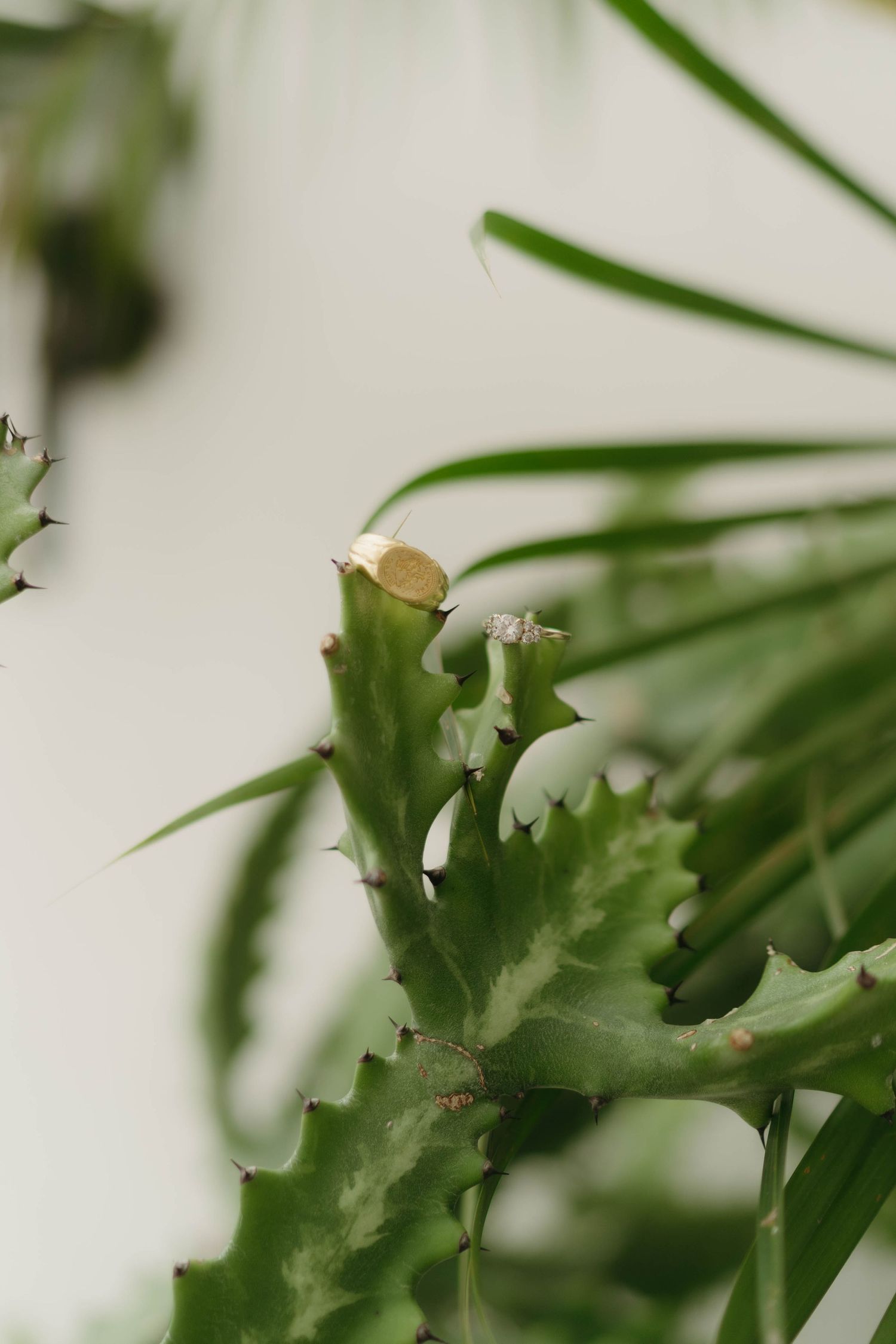 Close-up detail of green plant leaves against a white background.