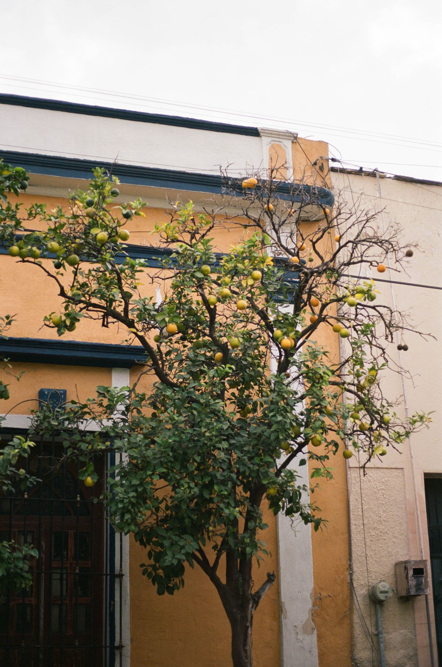 A leafy green tree grows against a yellow stucco wall with an air conditioning unit mounted.