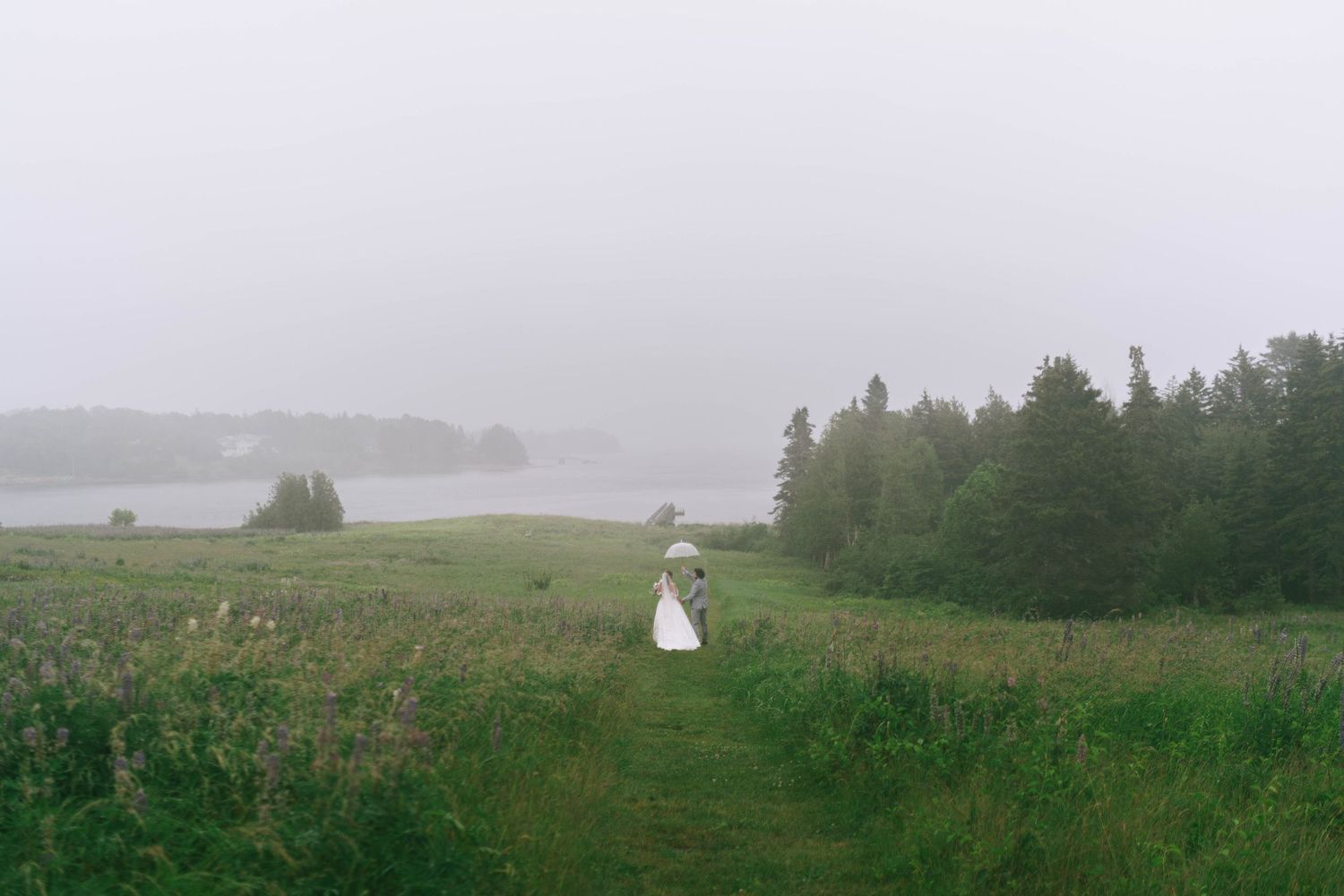 Misty landscape view with evergreen trees and rolling hills in soft light.