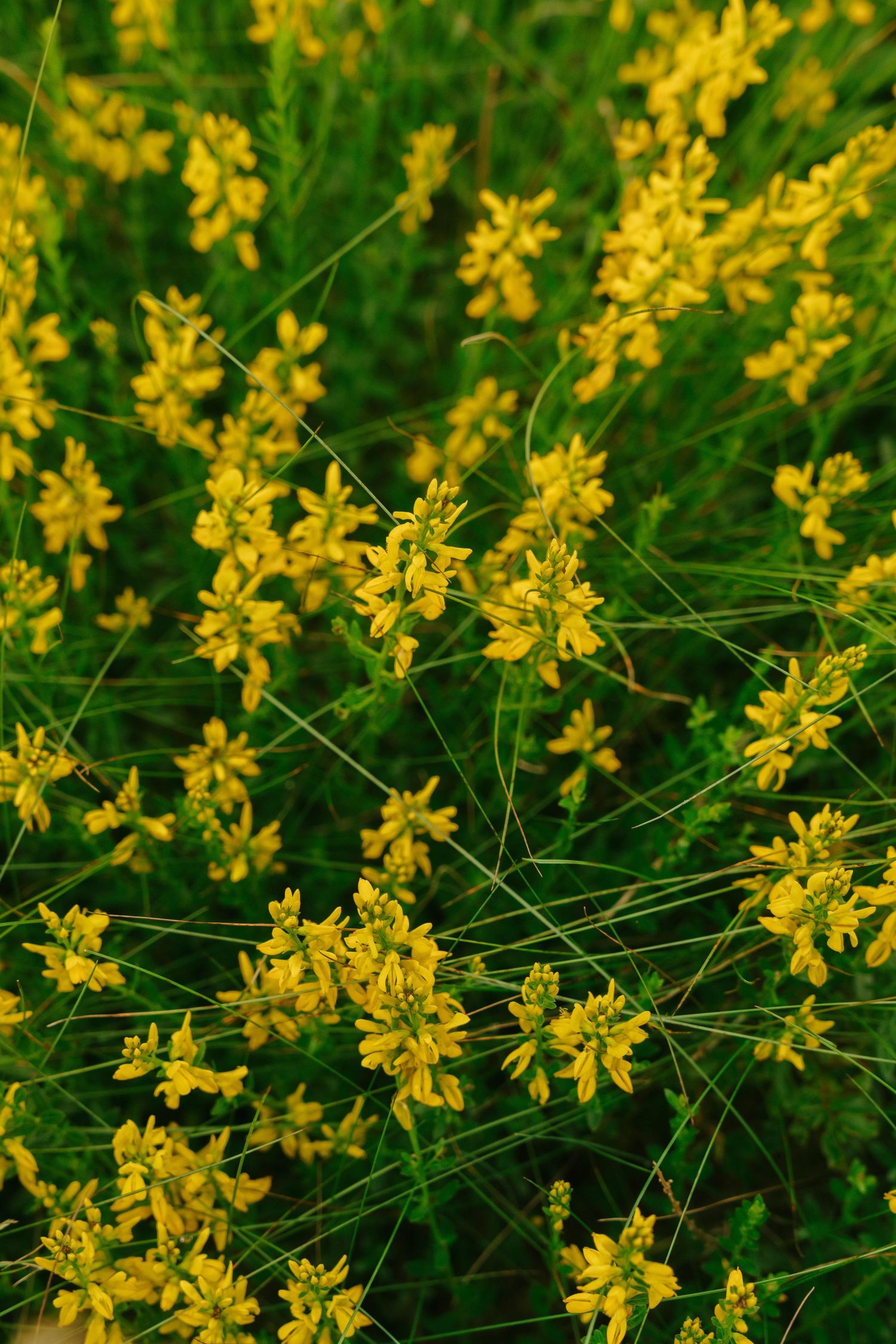 Close-up detail of delicate yellow wildflowers with thin stems against a green background.