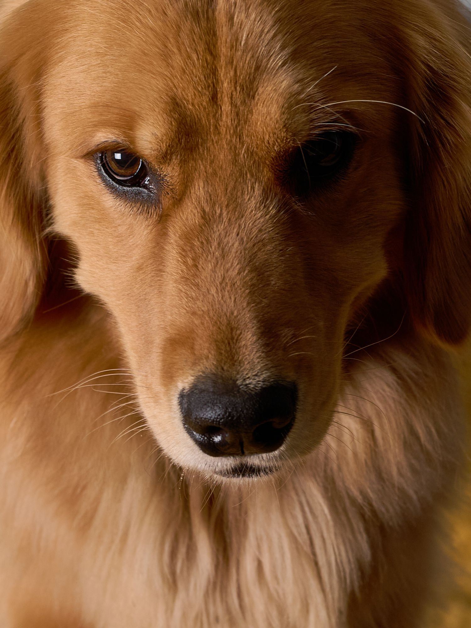 Close-up portraits of a golden retriever dog's face from different angles.