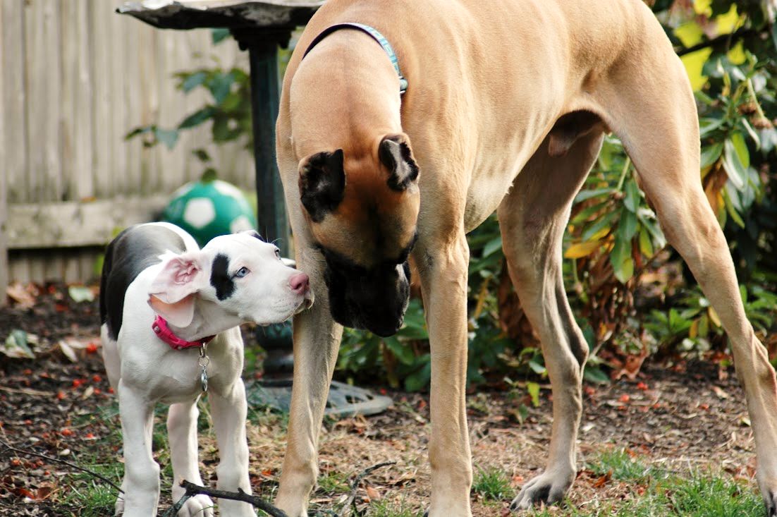 Series of outdoor photos showing dogs playing and interacting in a backyard setting.