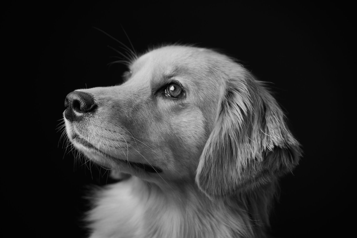 Black and white artistic portrait series of a dog's profile against dark background.