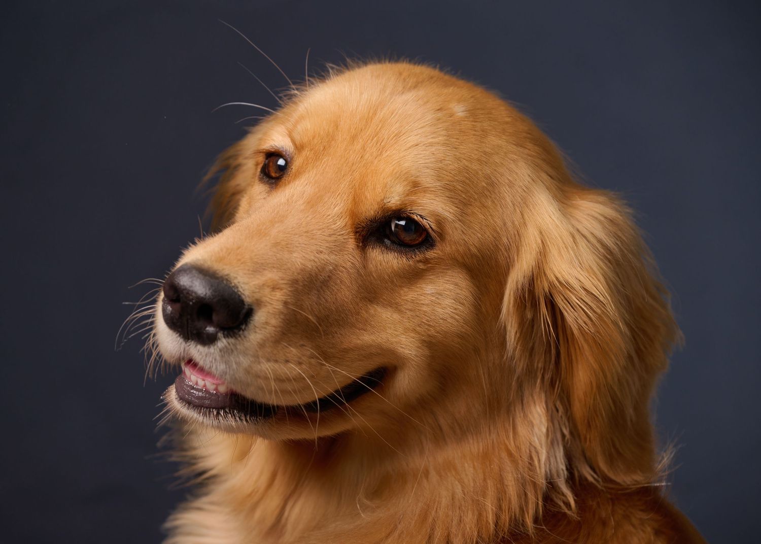 Golden retriever dog portraits showing playful expressions against dark backdrop.
