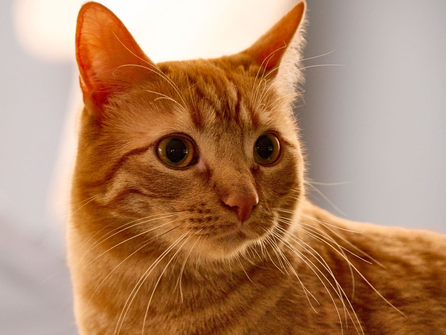 Close-up shots of an orange tabby cat's face showing expressive eyes.