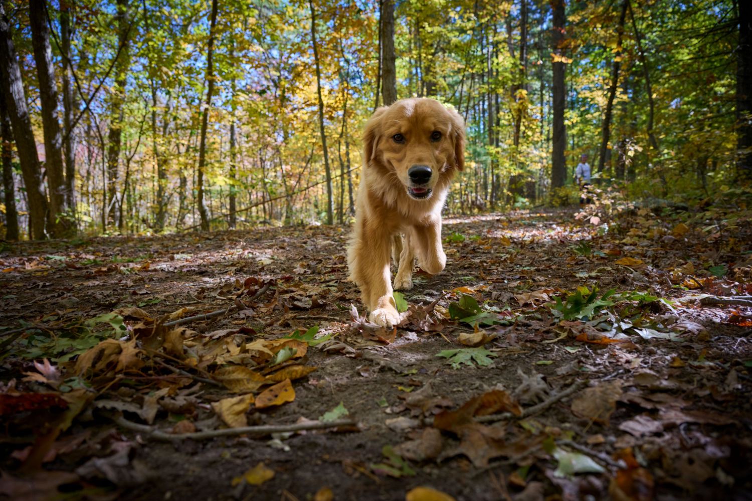 Dog playing in fallen leaves on forest trail during autumn season.