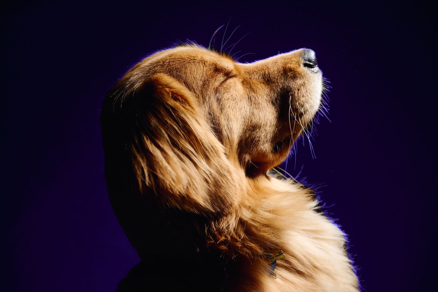 Artistic profile shots of golden retriever dog against dark purple background.
