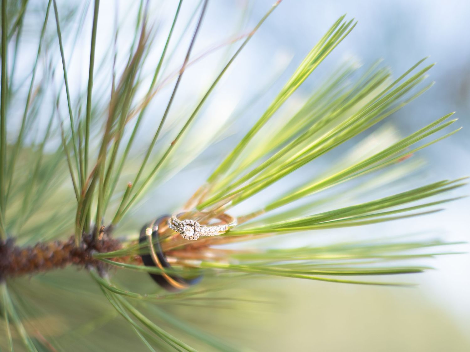 Wedding ring resting on a pine tree branch with soft bokeh background in nature setting.