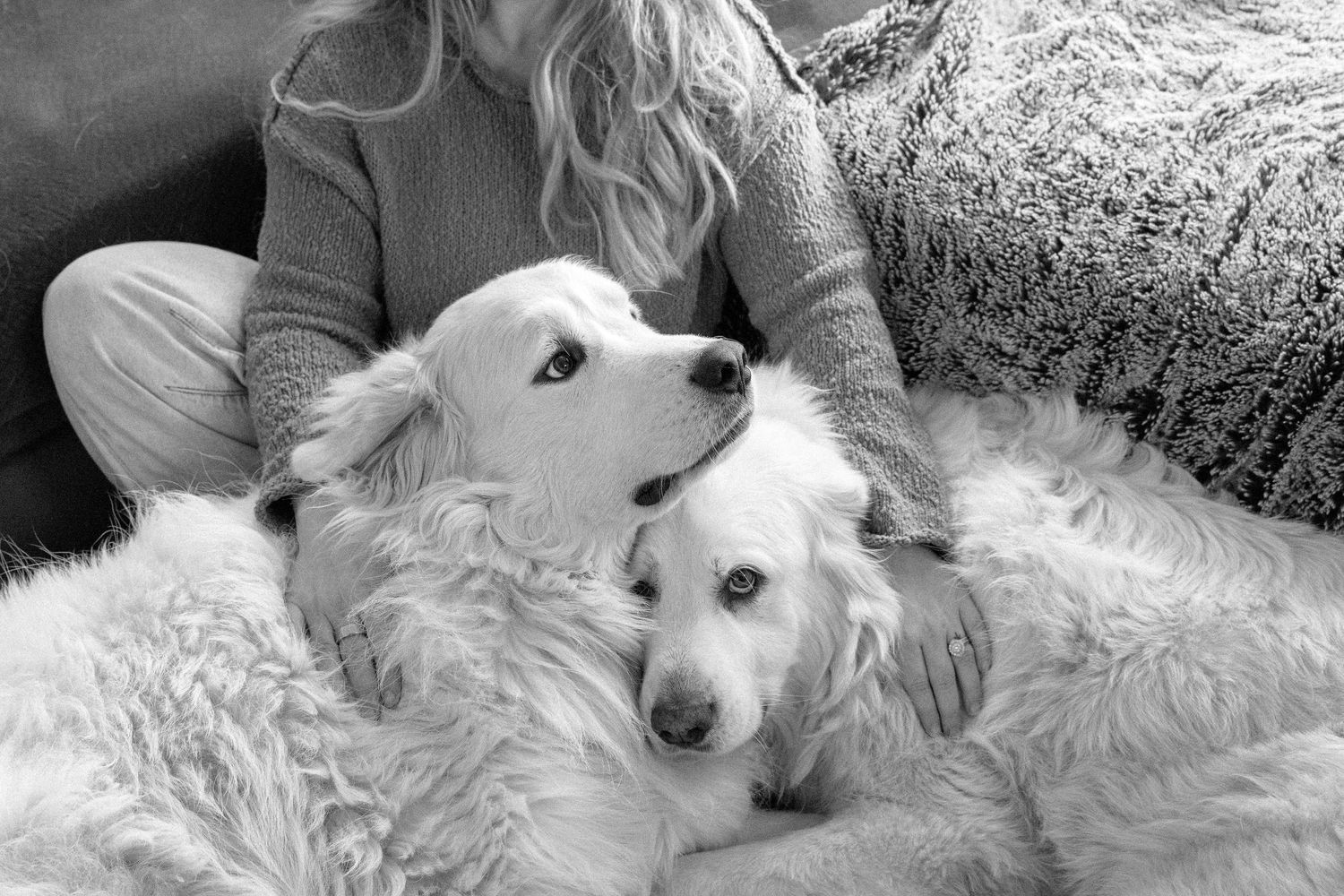 Black and white photo of two fluffy white dogs cuddling with a woman on a cozy fur blanket.