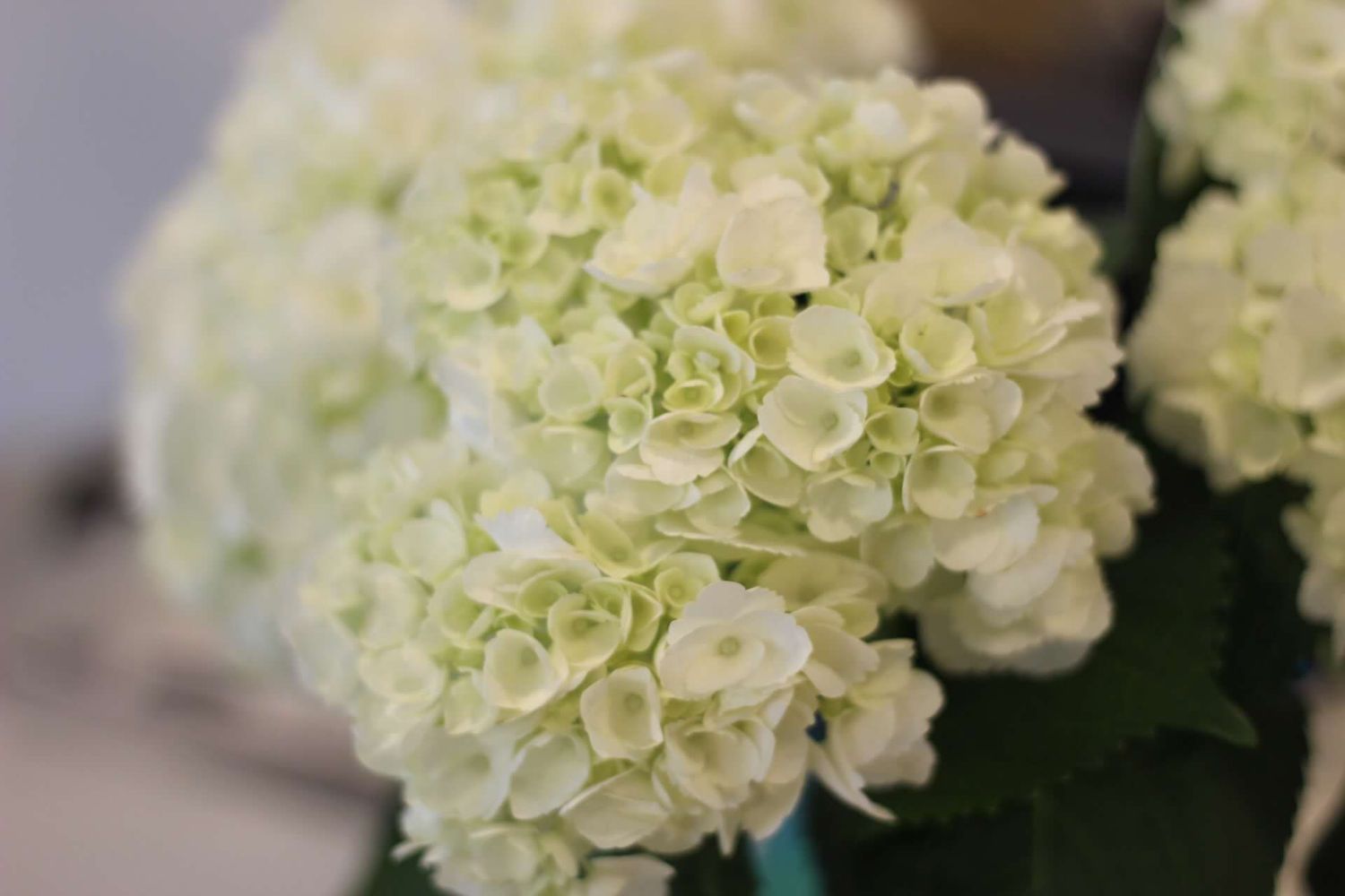 Detailed macro shots of creamy white hydrangea blooms with soft green tints.