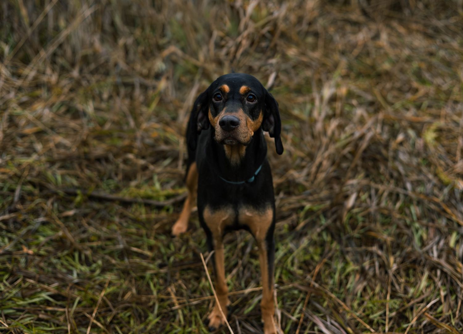 a black and brown dog staring at the camera.