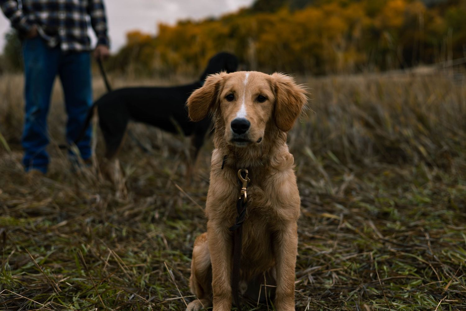 a golden retriever staring at the camera with it's owner and other dog in the background.