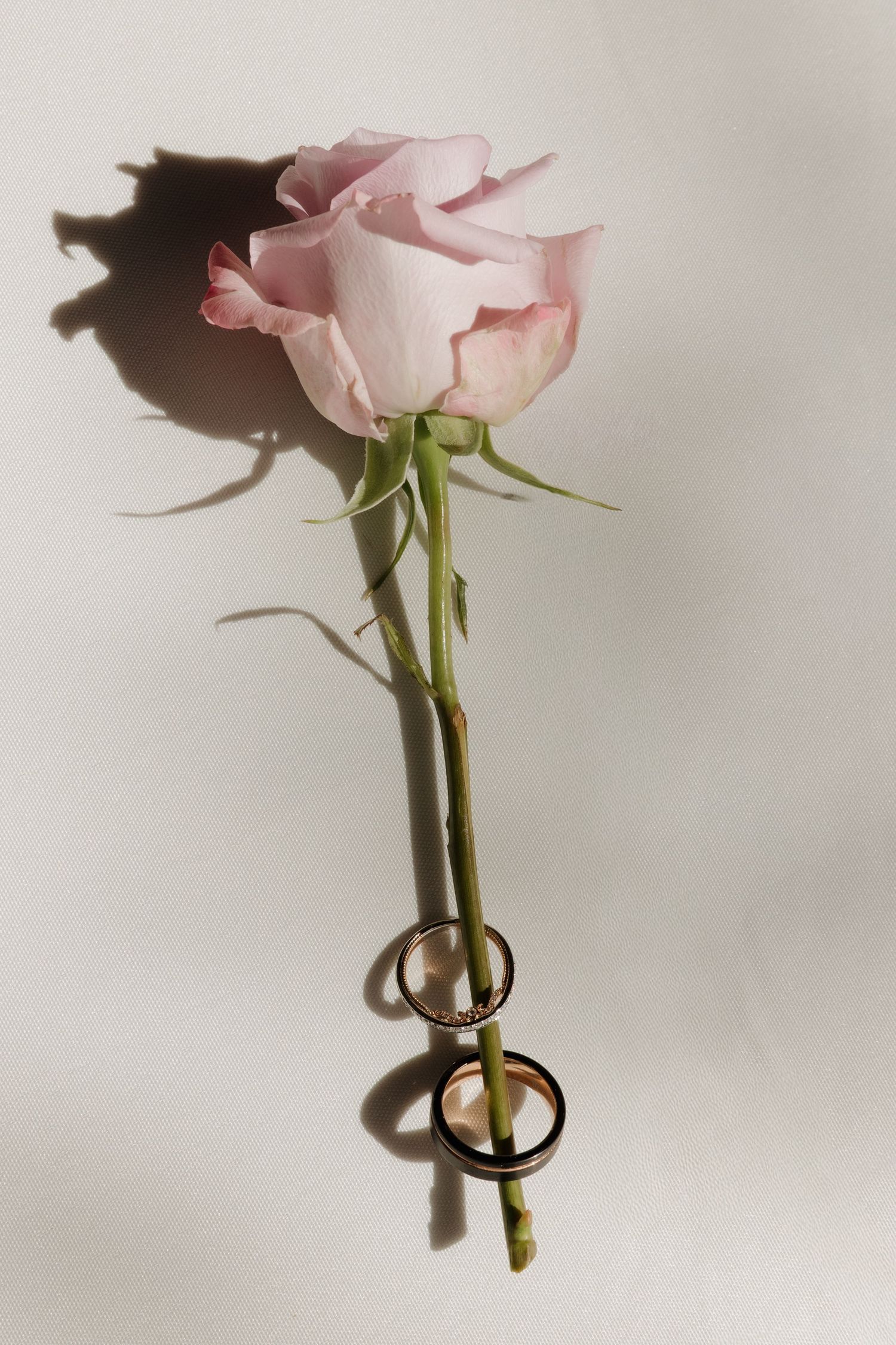 A delicate pink rose stem held in a small glass vase against a white background, shown from different angles.