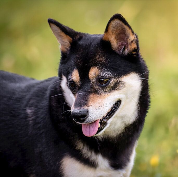 Black and tan Shiba Inu dog with tongue out posing outdoors in green field.