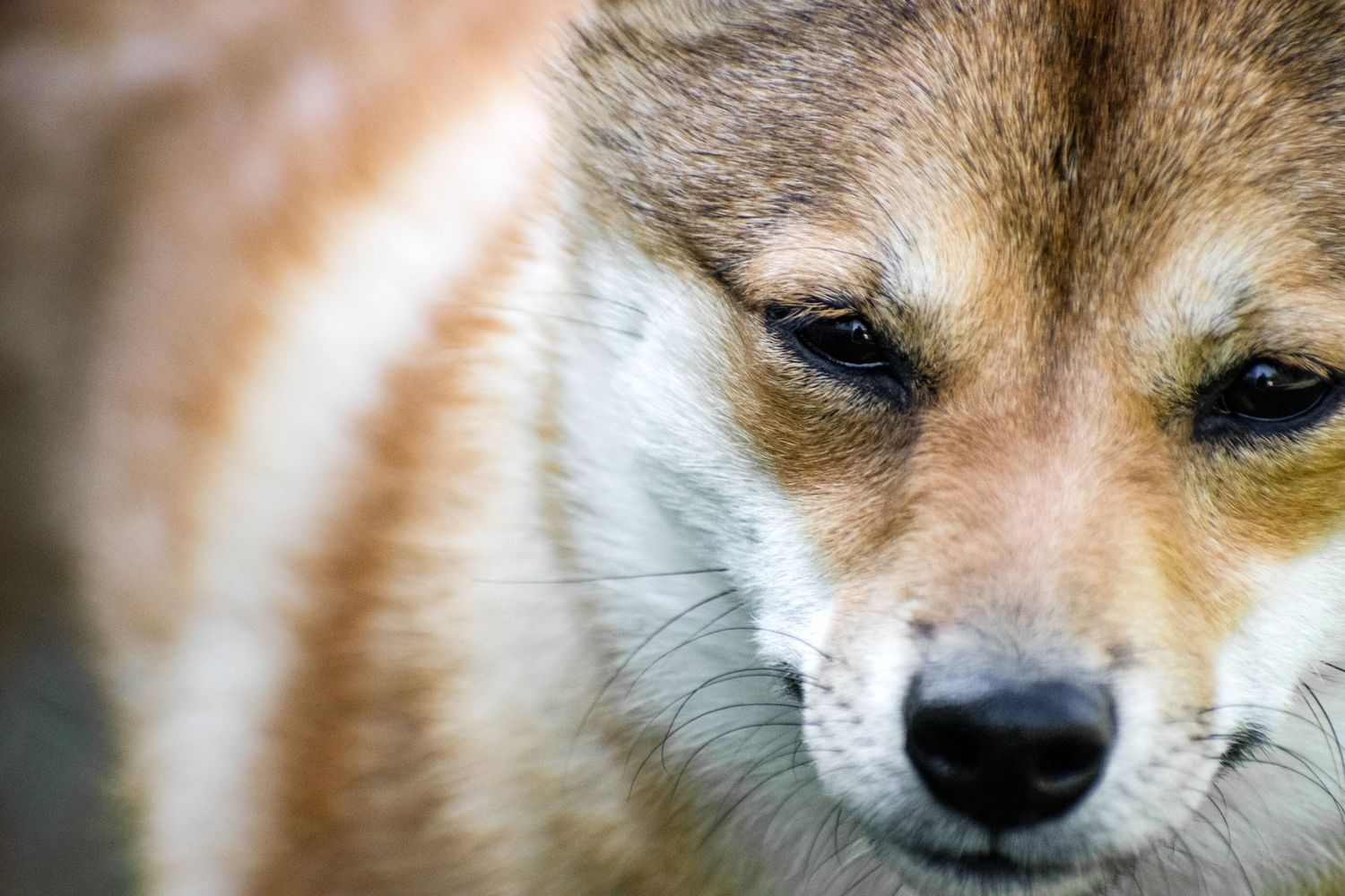 Close-up portrait of a Shiba Inu dog with soulful eyes and soft brown and white fur.