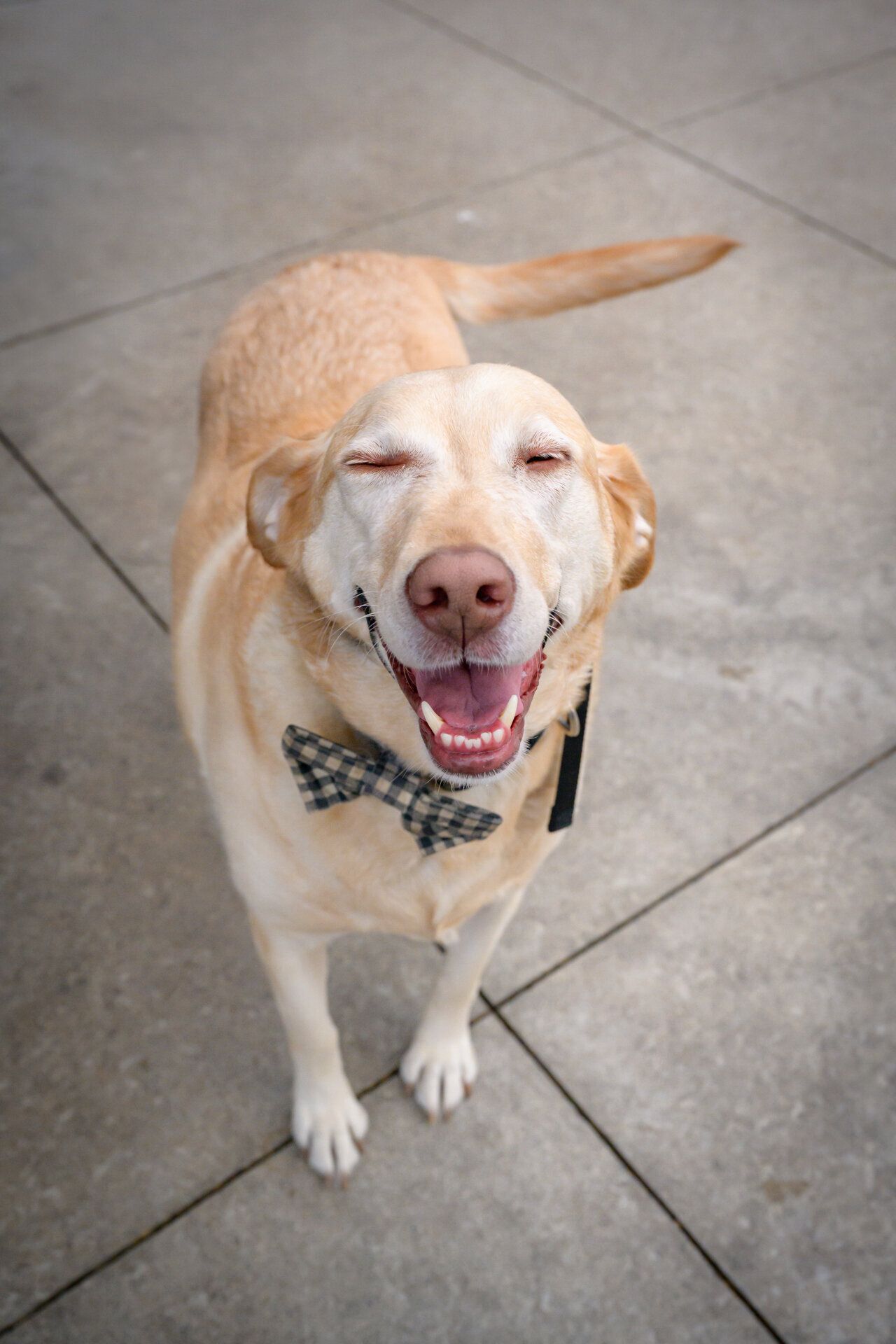 Happy golden Labrador wearing plaid bow tie smiling with eyes closed on gray tile floor.