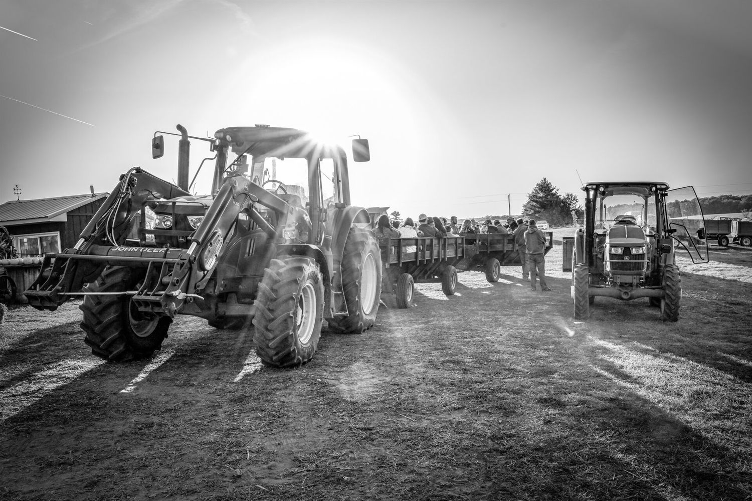 Black and white photo of two large tractors driving through a sunlit outdoor event or farm setting.