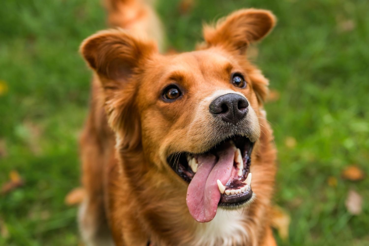 Happy golden-brown mixed breed dog with tongue out smiling in green grassy outdoor setting.