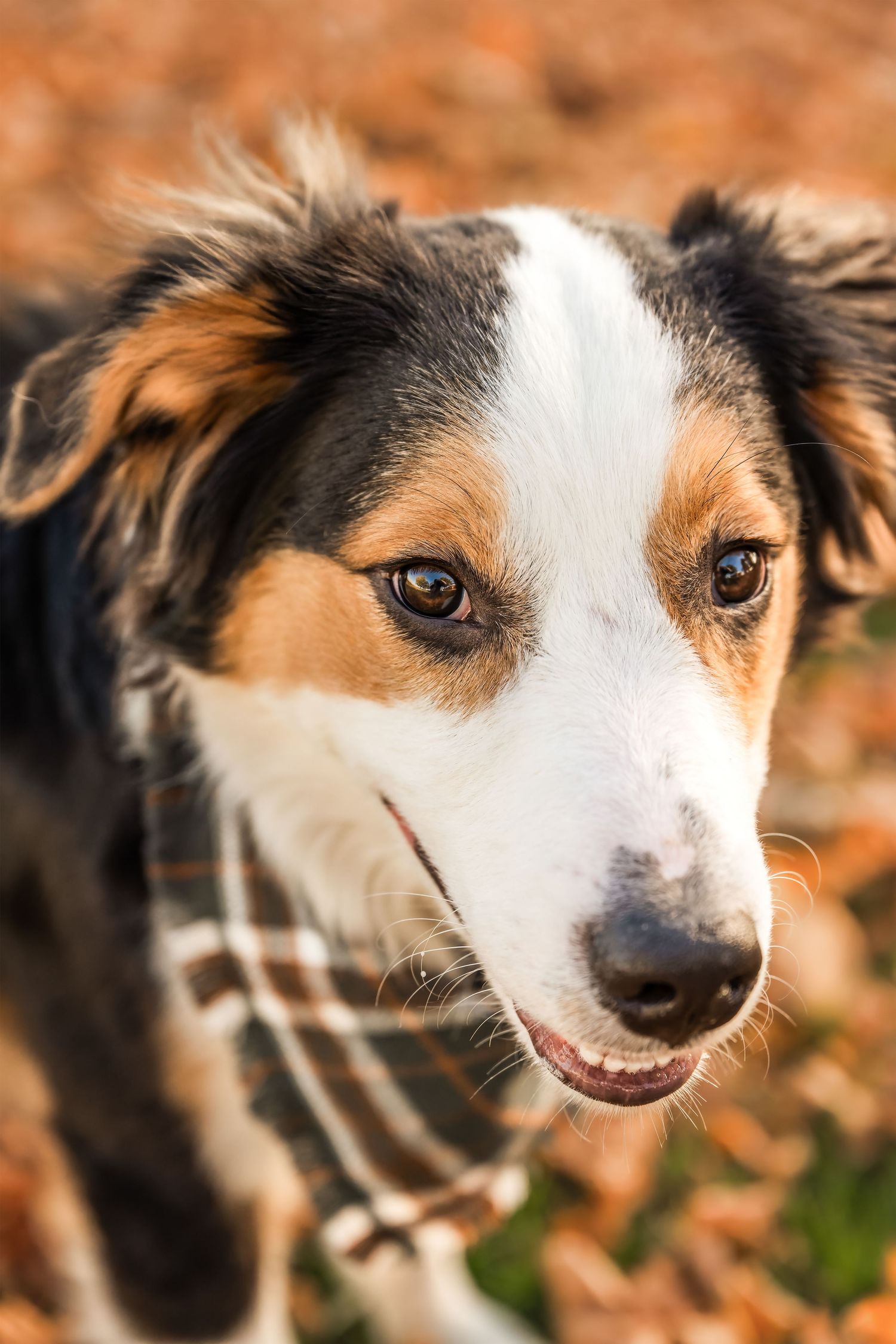 Friendly tri-color Border Collie puppy looking up at camera in autumn leaves.