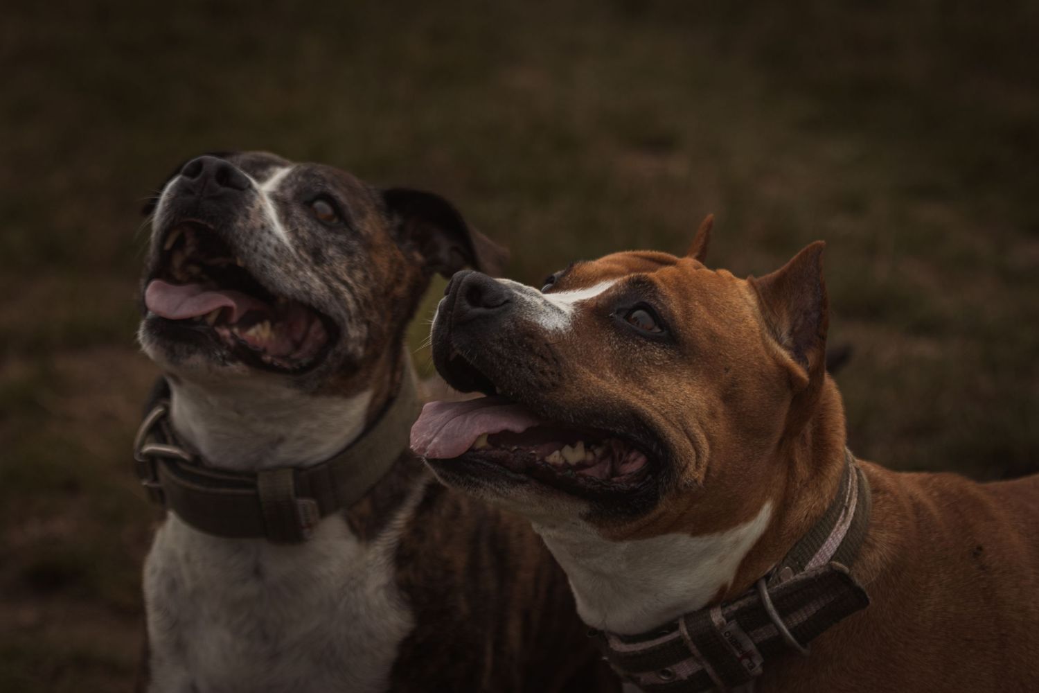 két boldog amerikai staffordshire terrier együtt felfelé néz, nyelvüket kidugva, sötét háttér előtt
