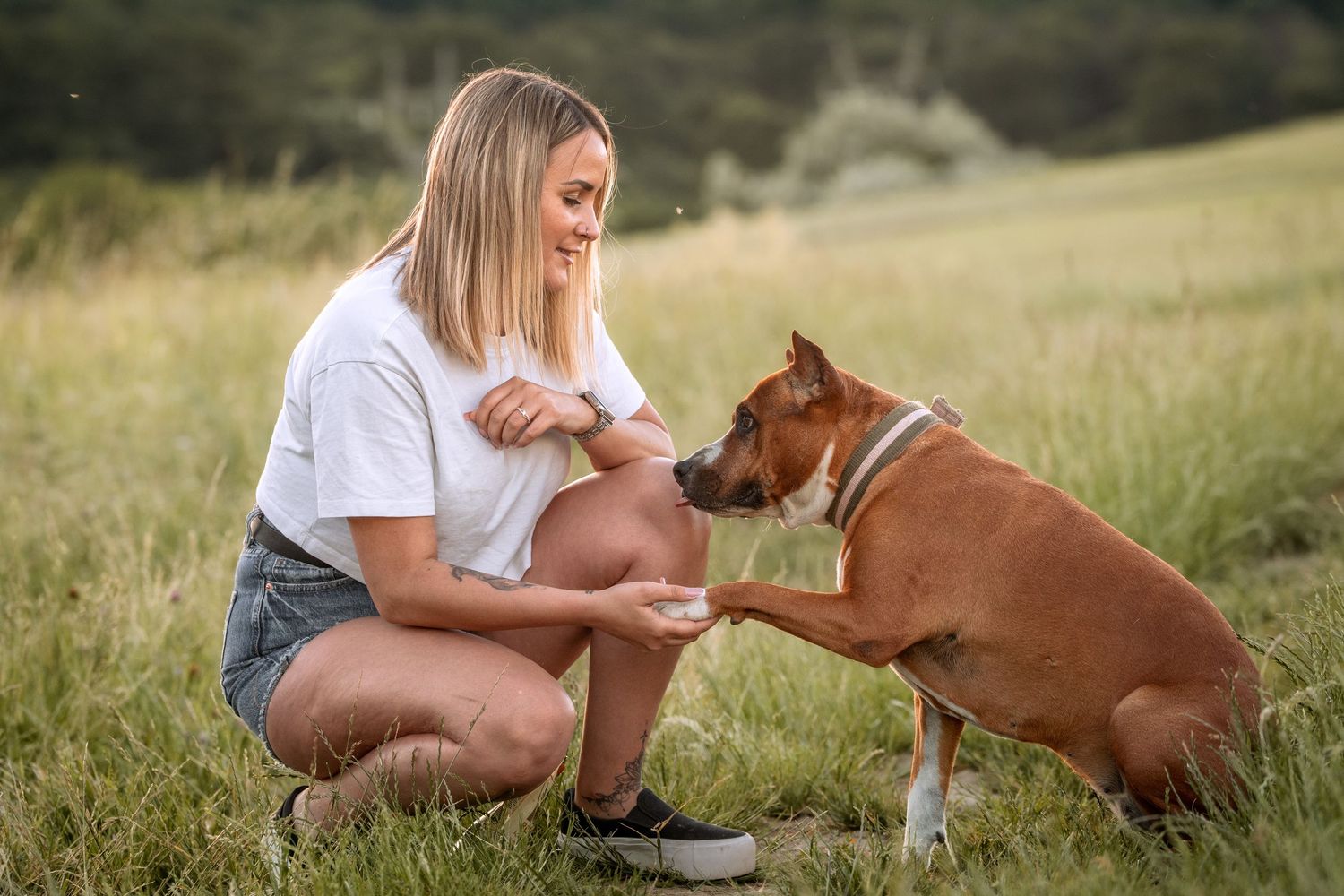 Blonde woman in white t-shirt and denim shorts kneeling in green field, shaking paws with a brown Staffordshire dog.