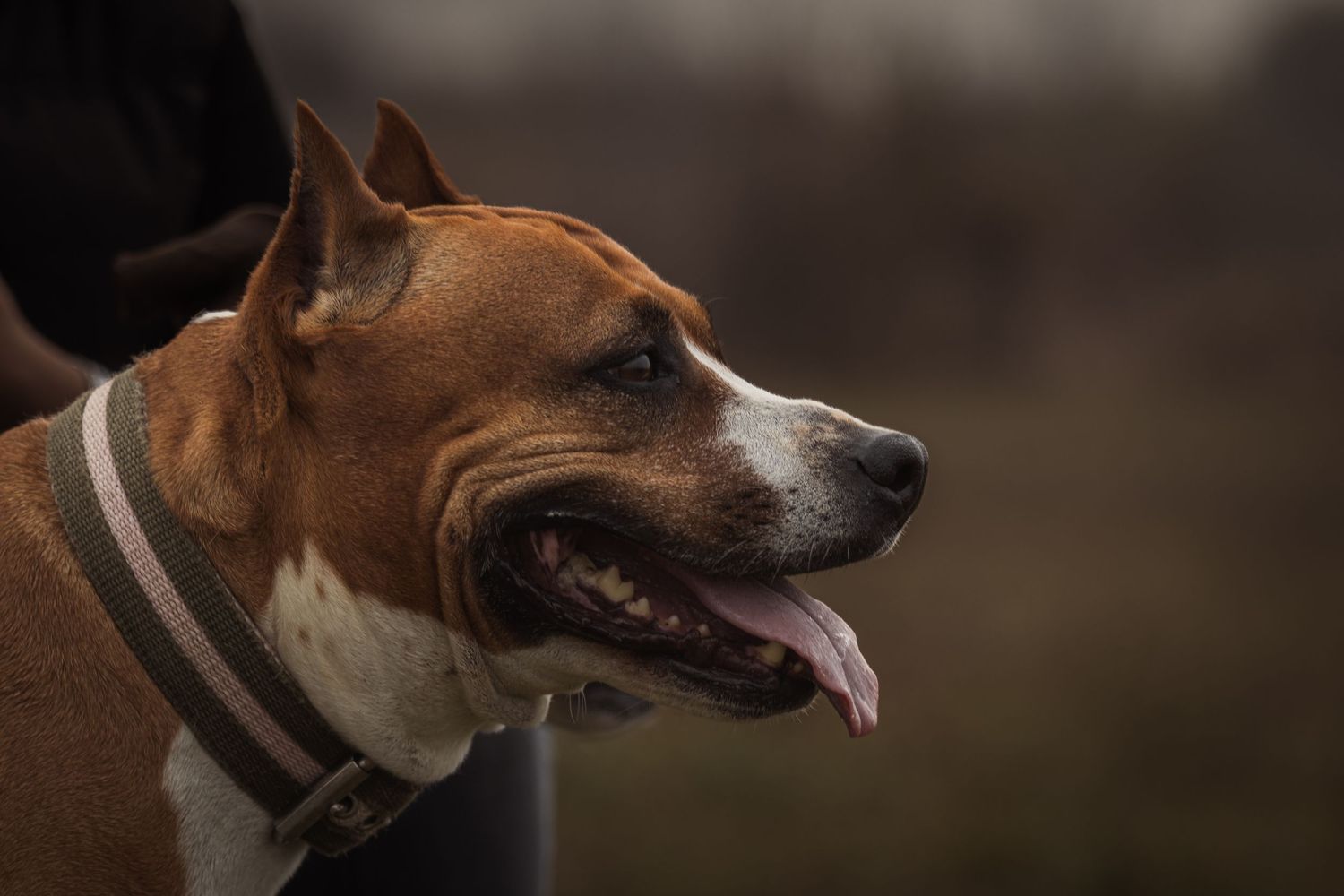 barna-fehér amerikai staffordshire terrier oldalnézetből, nyelvét kidugva, nyakörvben