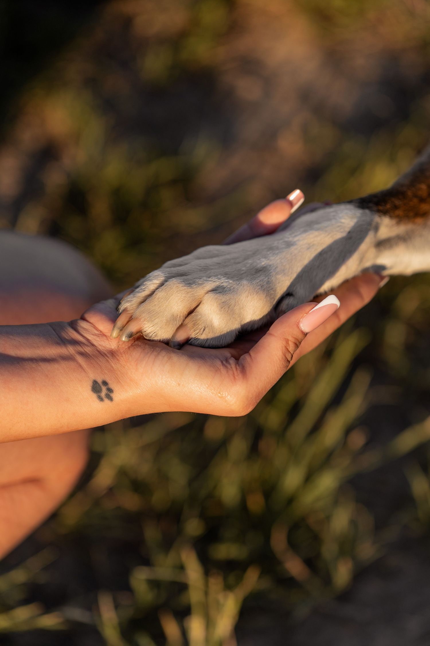 A person's hand with a paw print tattoo gently holds a dog's paw in warm golden sunlight outdoors.