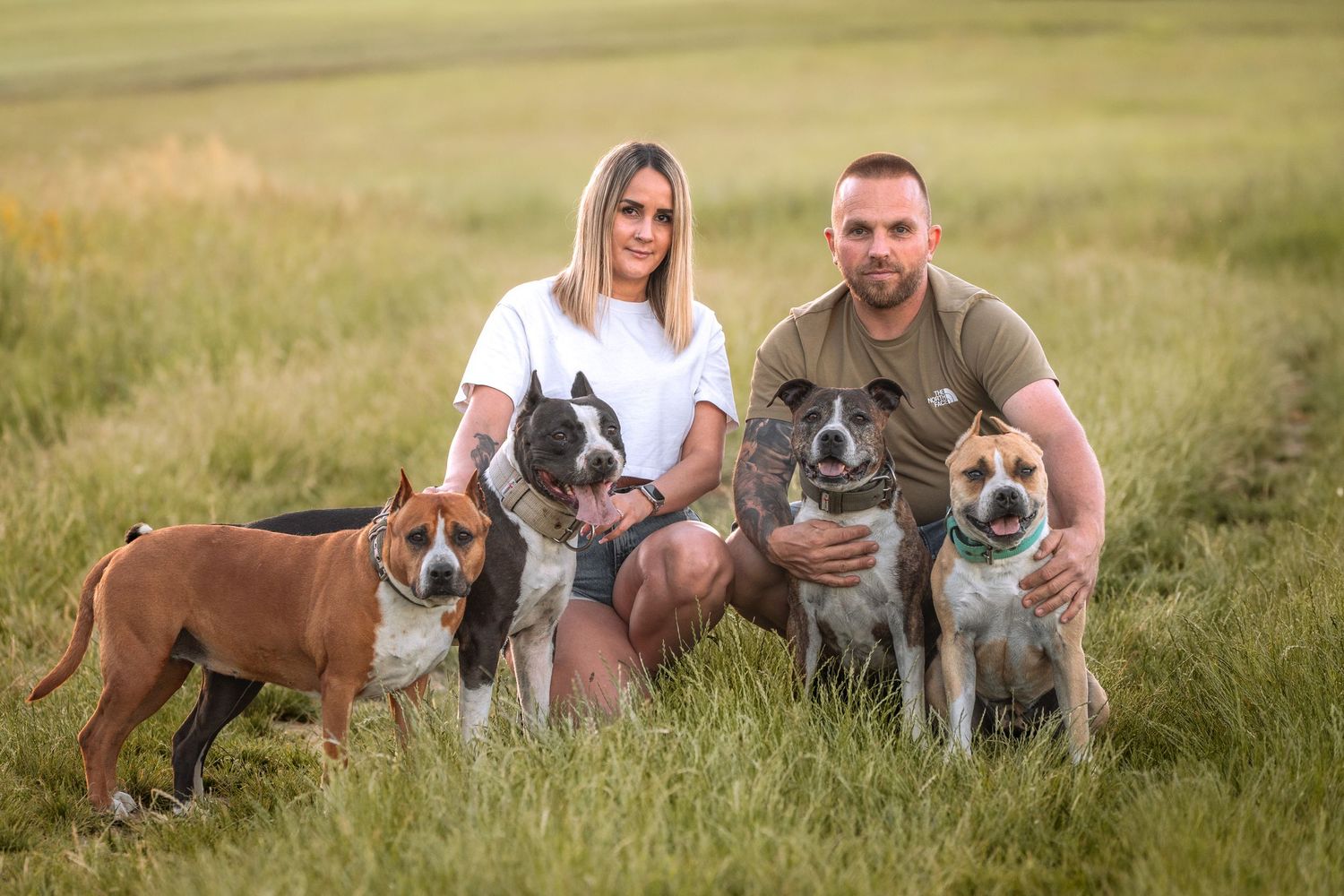 Couple posing outdoors in a green field with four American Staffordshire Terrier dogs during golden hour.