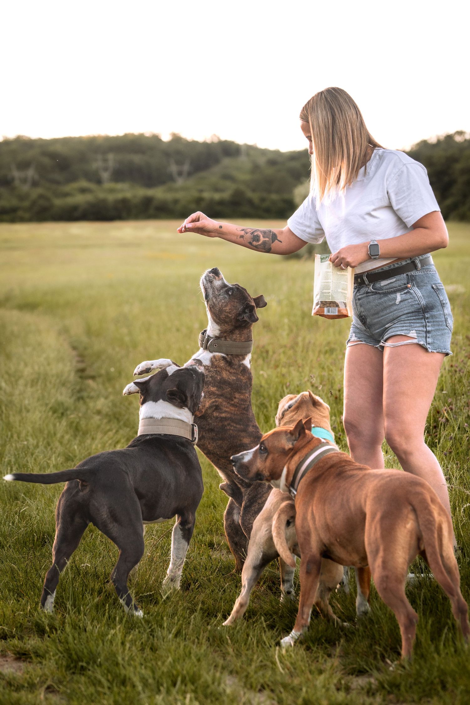 Woman in denim shorts training three dogs with treats in a green field at golden hour.
