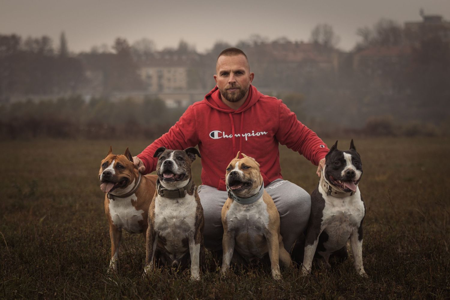 férfi piros Champion pulcsiban négy amerikai staffordshire terrierrel pózol egy ködös mezőn