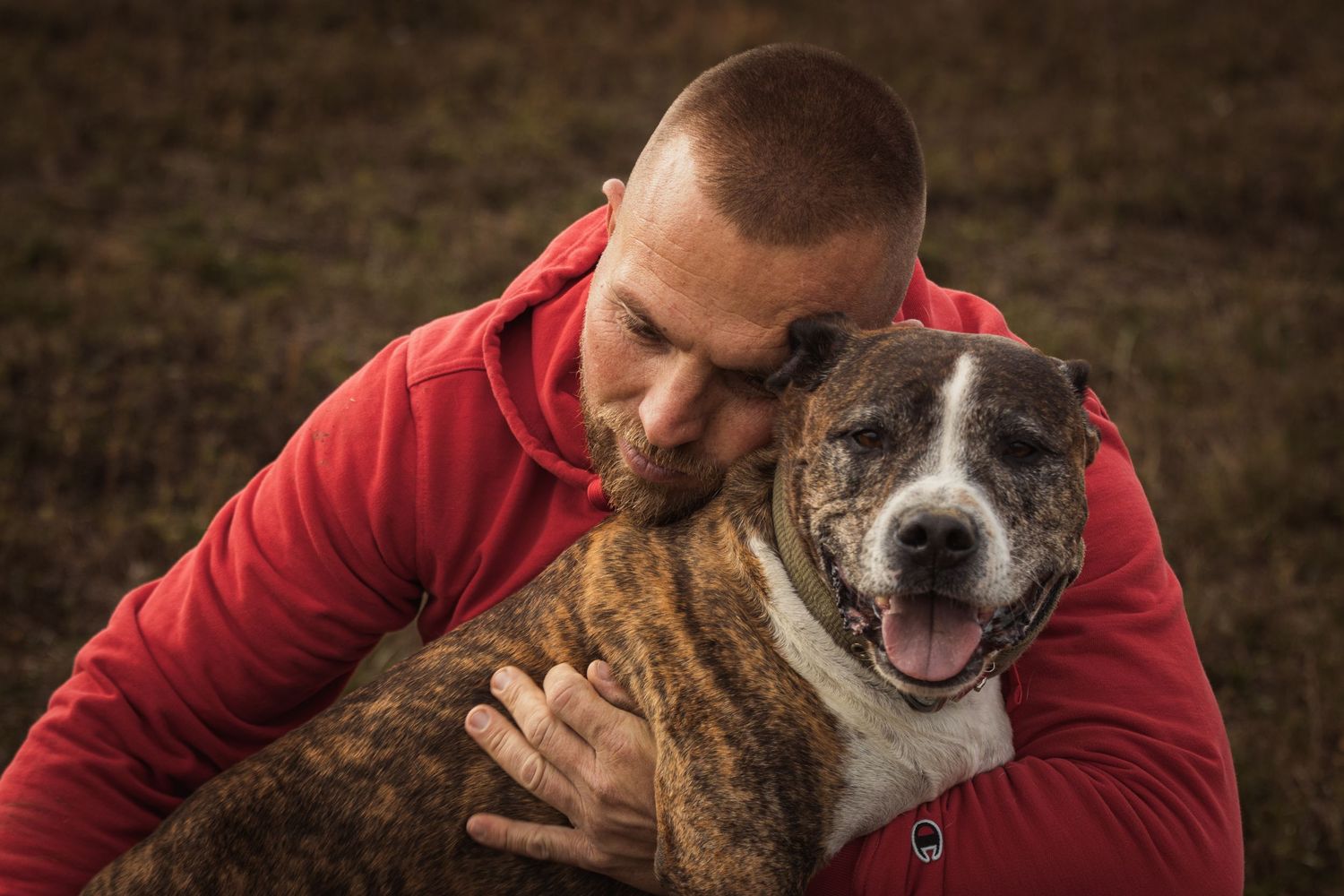 férfi piros pulcsiban ölel egy csíkos pitbull kutyát a mezőn – gazdi és kutya közötti kötődés