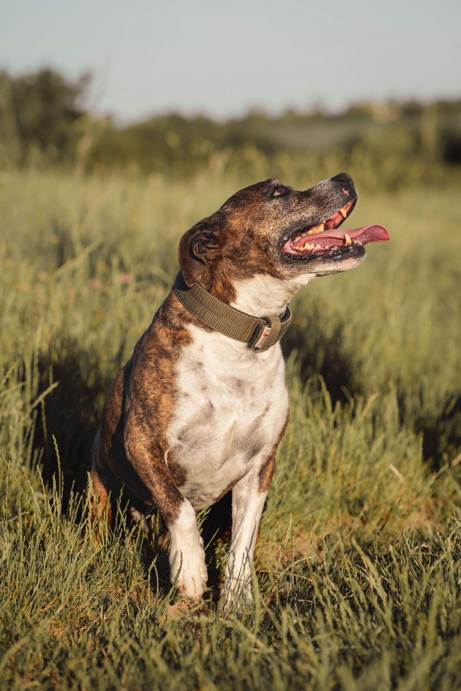 Brindle and white dog sitting in green grass field with mouth open and tongue out on a sunny day.