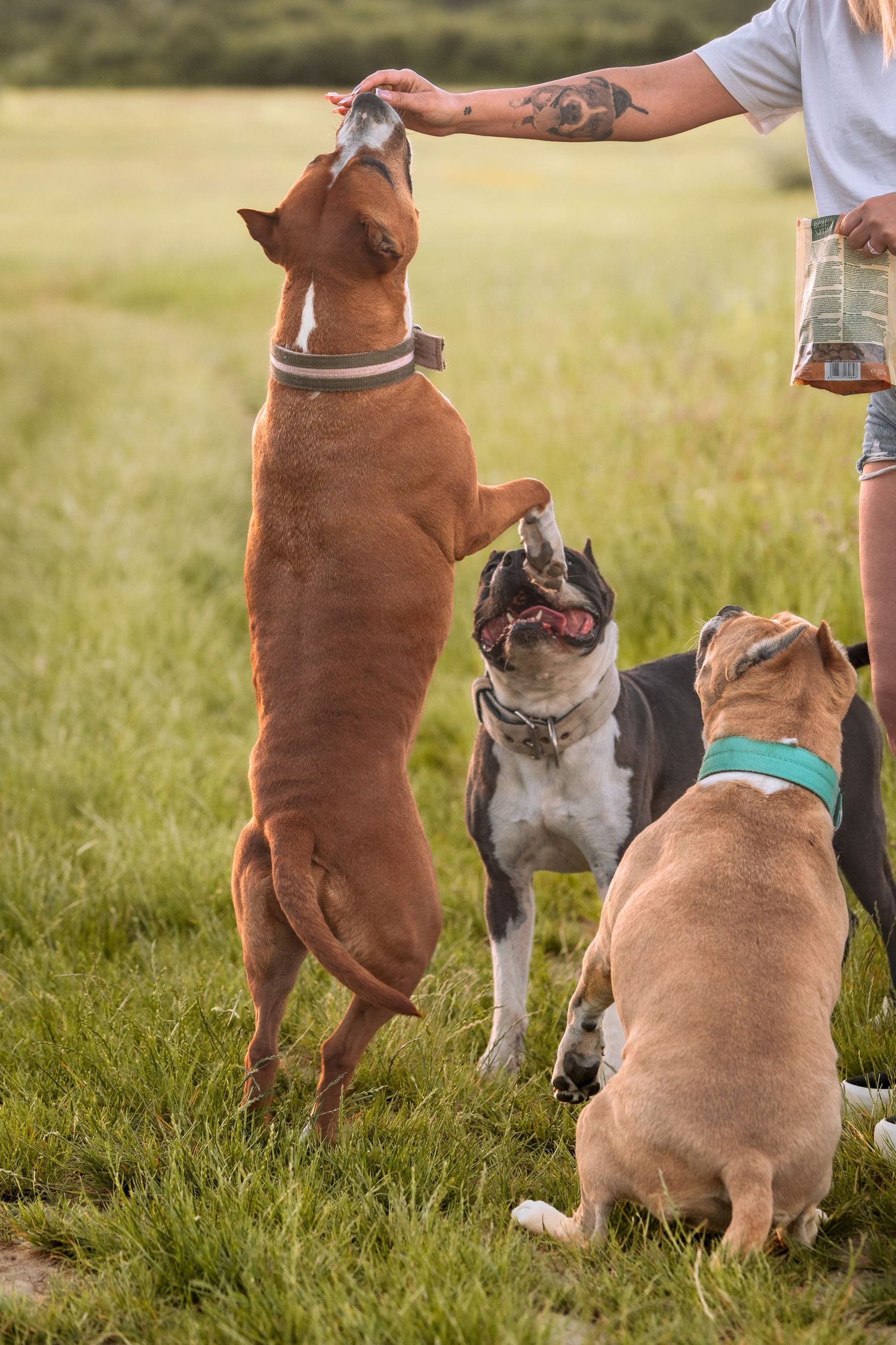 Person with tattoo feeding treats to three dogs outdoors in a green field, with one dog jumping up eagerly.