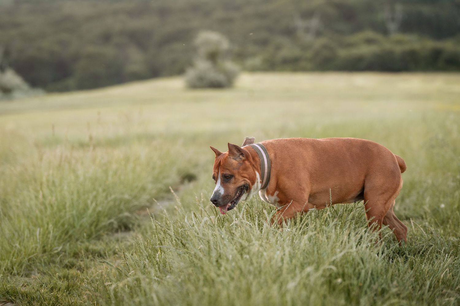 A brown Staffordshire Bull Terrier walks through tall green grass in an open field.