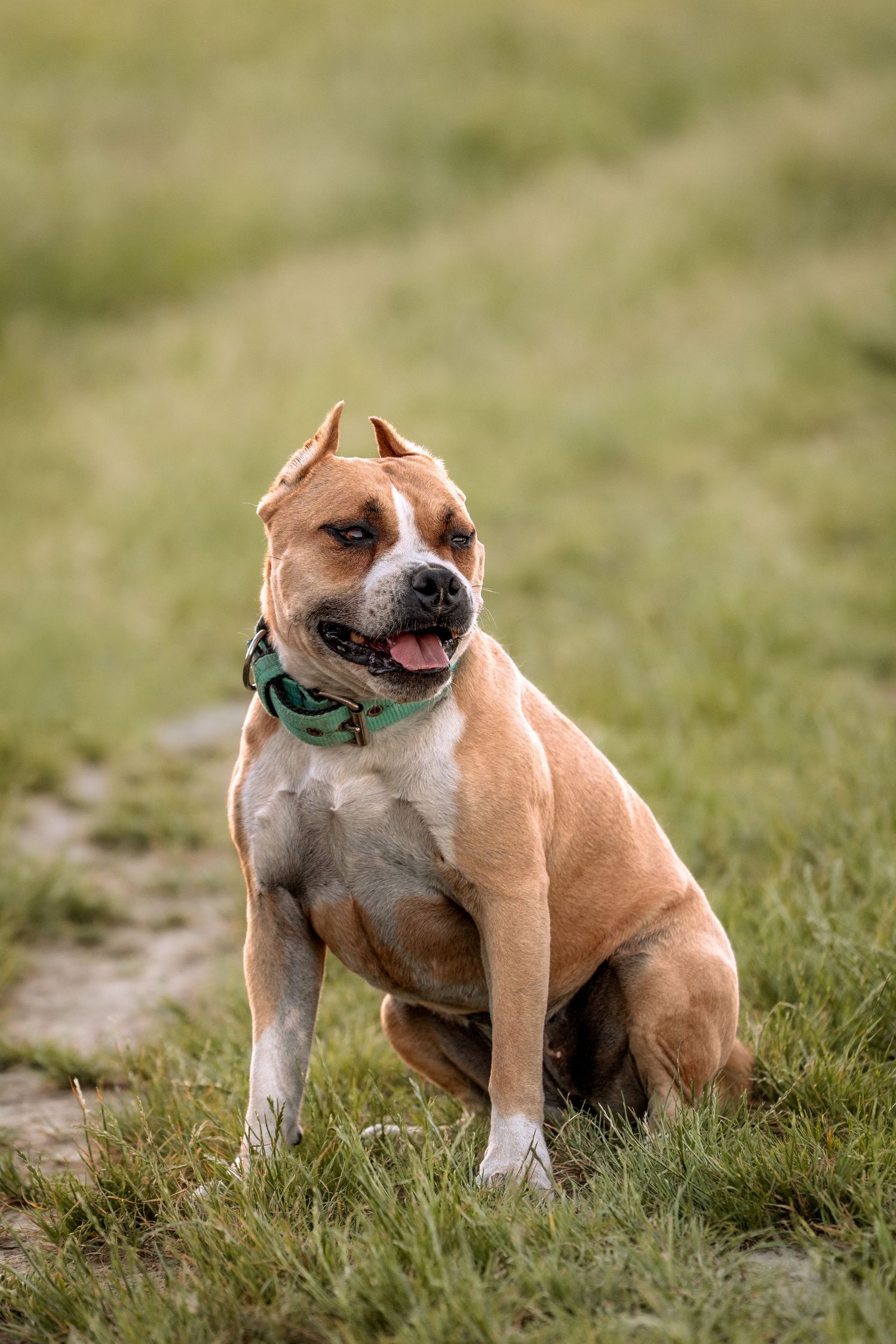 A muscular brown and white American Staffordshire Terrier sits on grass wearing a teal bandana collar.