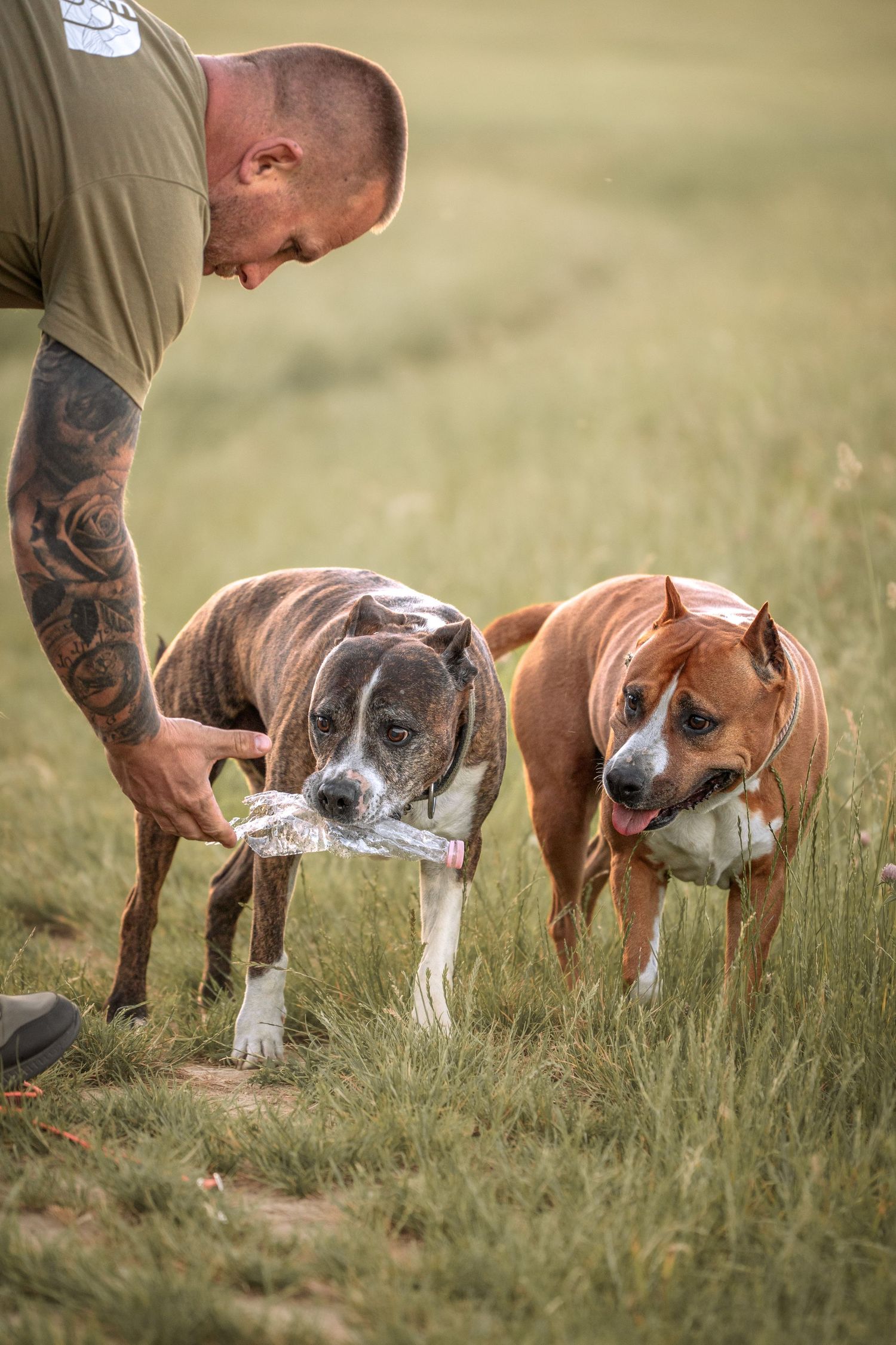 Tattooed man interacting with two American Staffordshire Terriers in a green field.