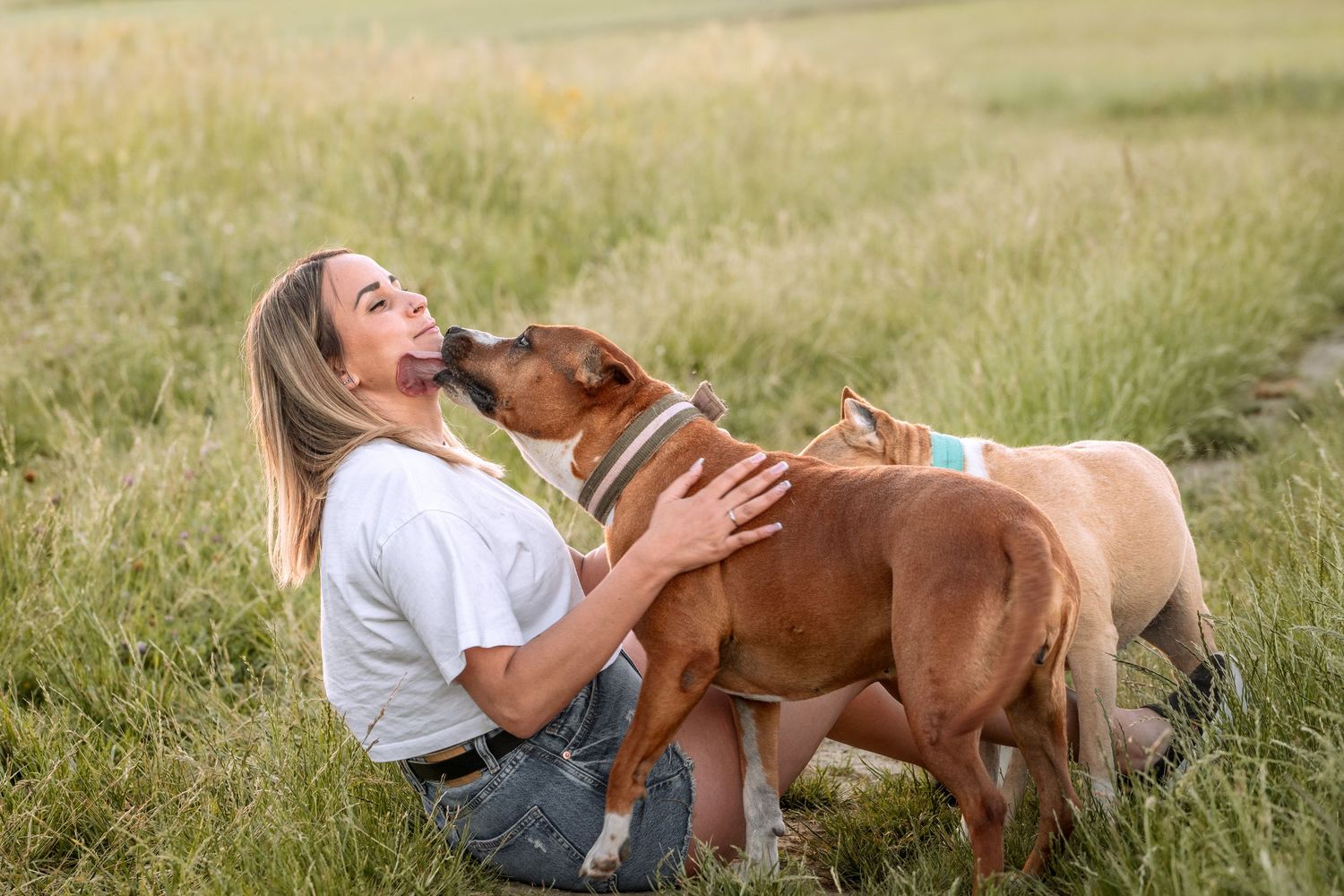 Woman sitting in a green field being licked by two friendly brown dogs on a sunny day.