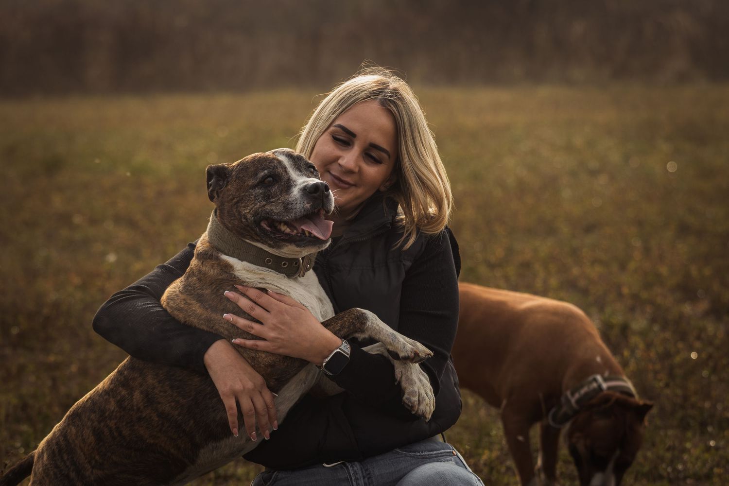 szőke nő átölel egy barna staffordshire bull terriert egy őszi mezőn, háttérben egy másik kutyával