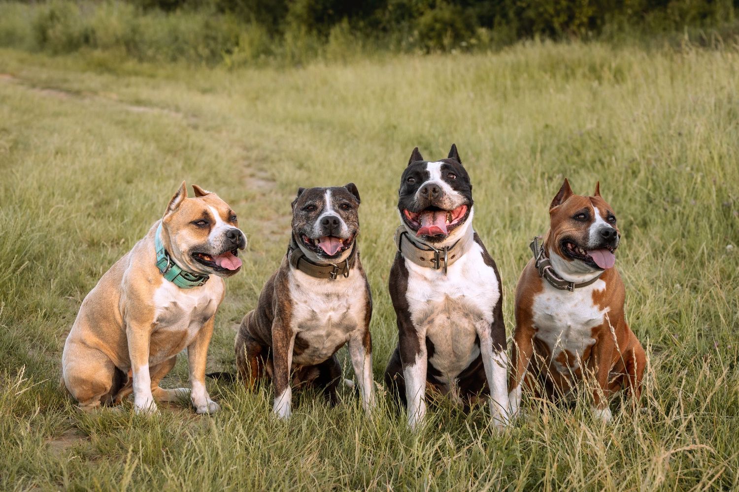 Four American Staffordshire Terriers sitting together in a grassy field, wearing colorful collars.