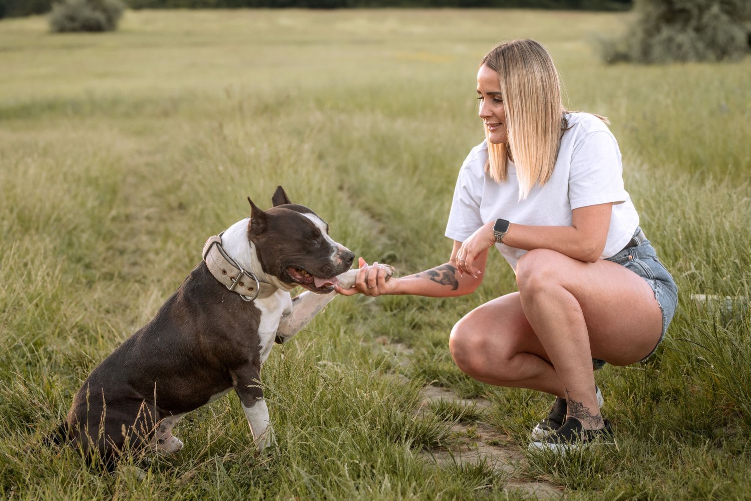 A smiling blonde woman in denim shorts shakes paws with a gray pitbull dog in a grassy field.