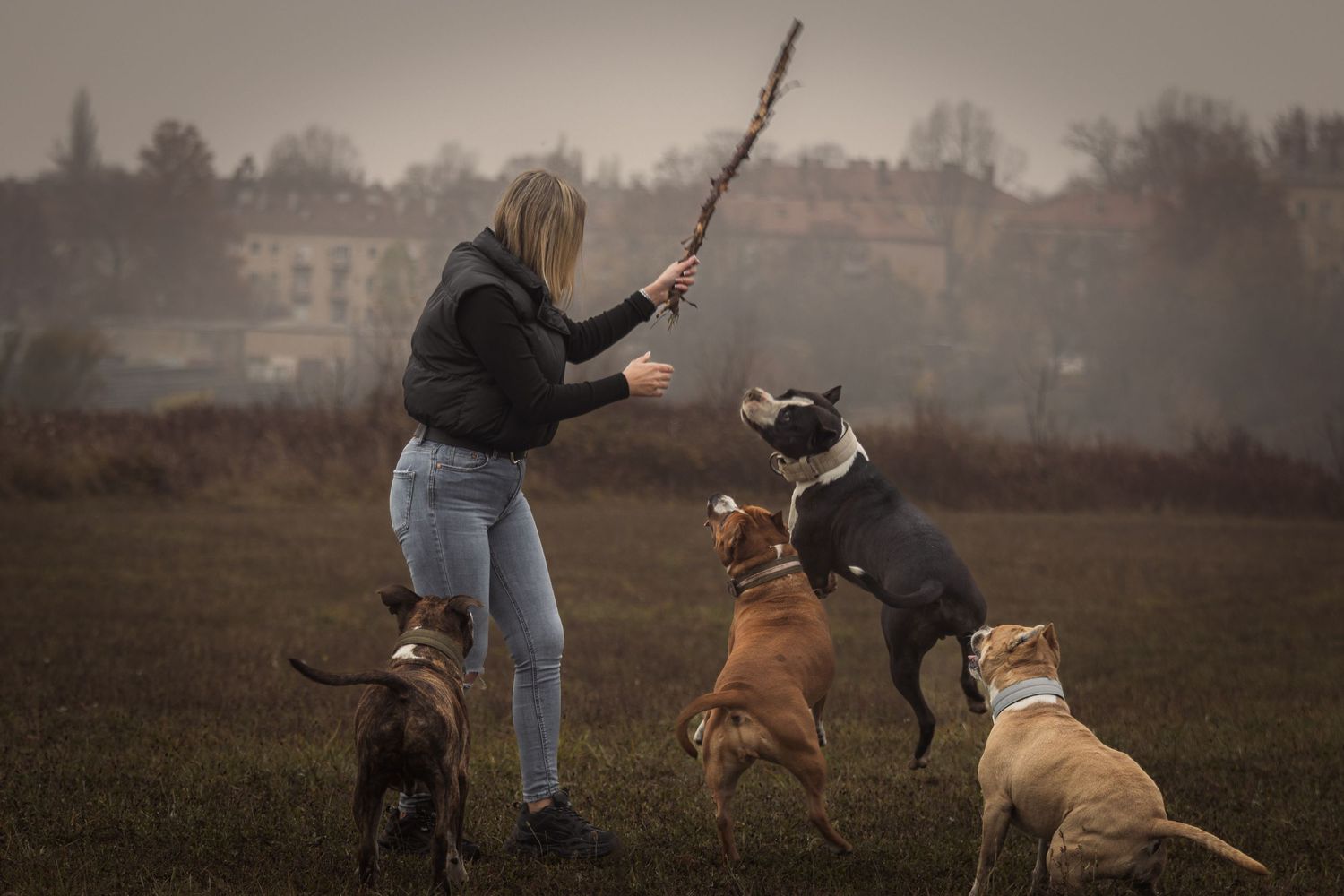 nő bottal játszik négy kutyával egy ködös mezőn, a kutyák ugrálva veszik körül