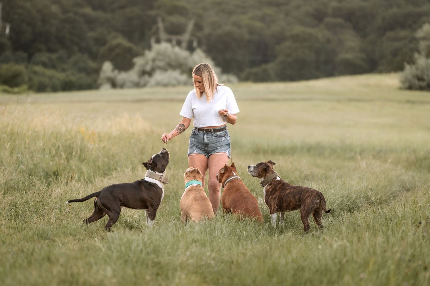 Woman in white top and denim shorts training four dogs in a lush green field outdoors.