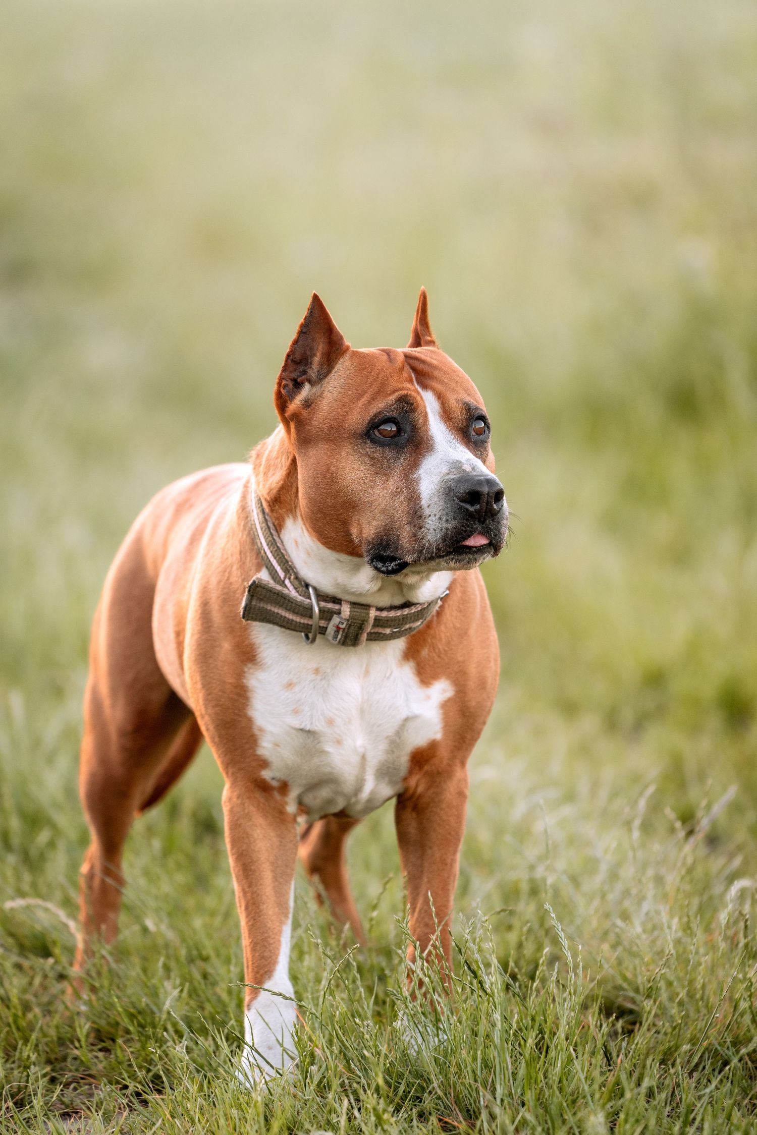 A muscular brown and white American Staffordshire Terrier wearing a collar stands alert in a grassy field.