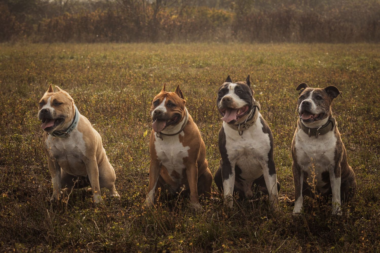 négy amerikai staffordshire terrier ül egymás mellett egy mezőn, portré fotó