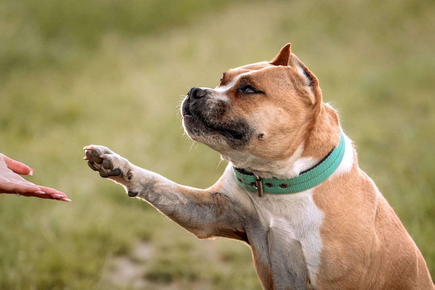 A tan and white Staffordshire Bull Terrier wearing a teal collar gives a paw shake to a human hand outdoors.