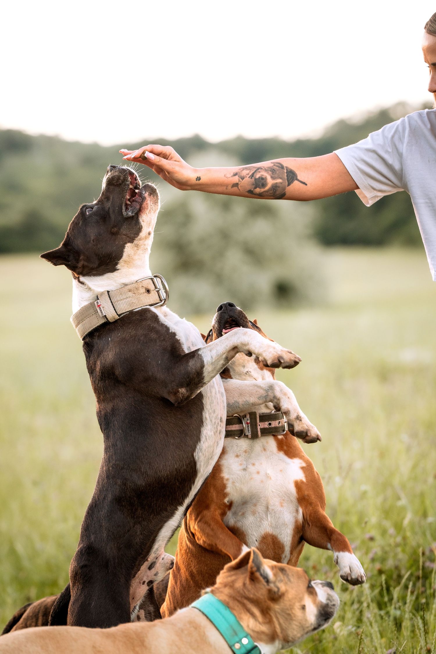 Tattooed person training three dogs in a green field, with two dogs jumping up eagerly for a treat.