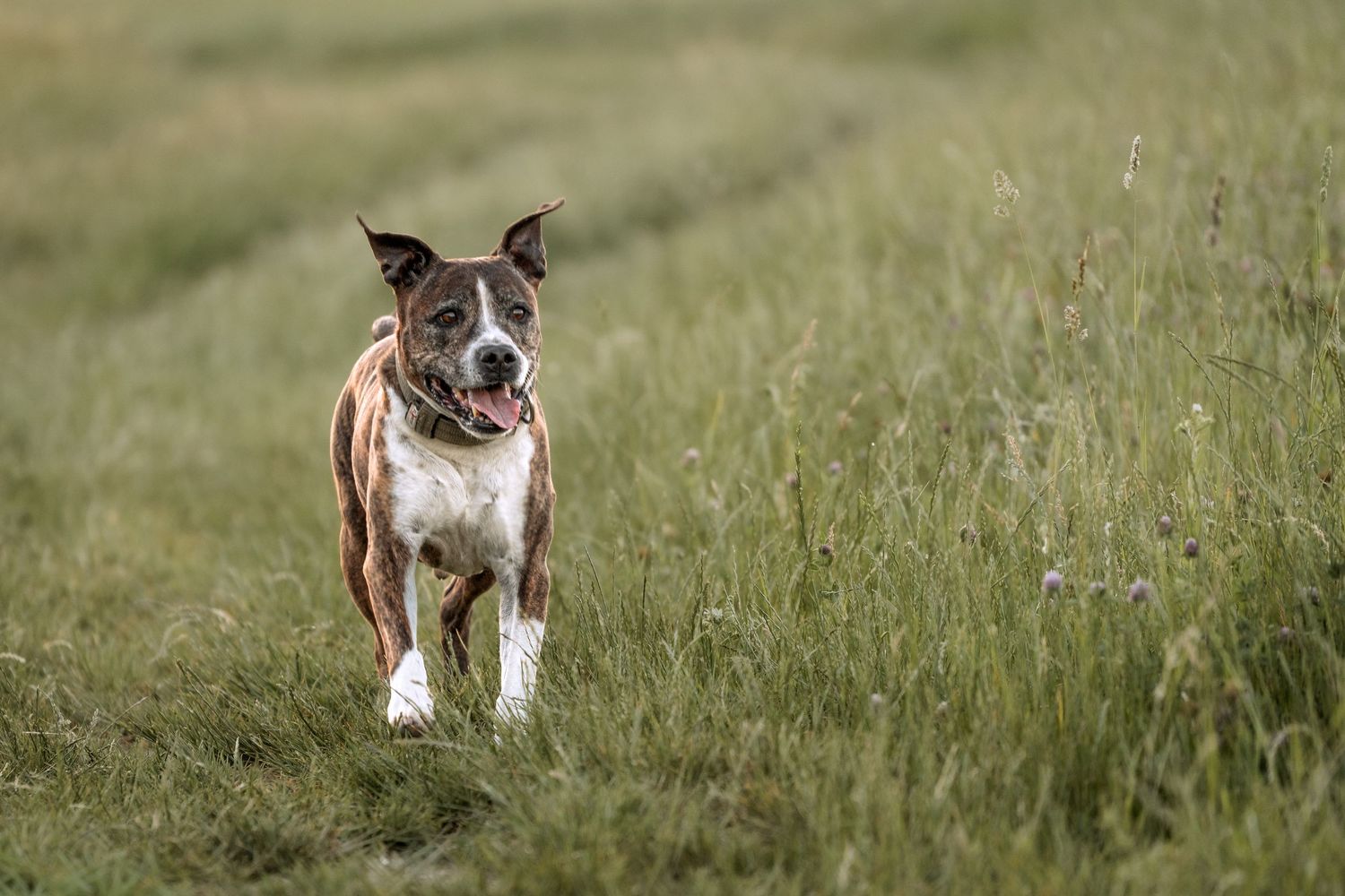 A brown and white Staffordshire Bull Terrier runs through a lush green grass field on a sunny day.