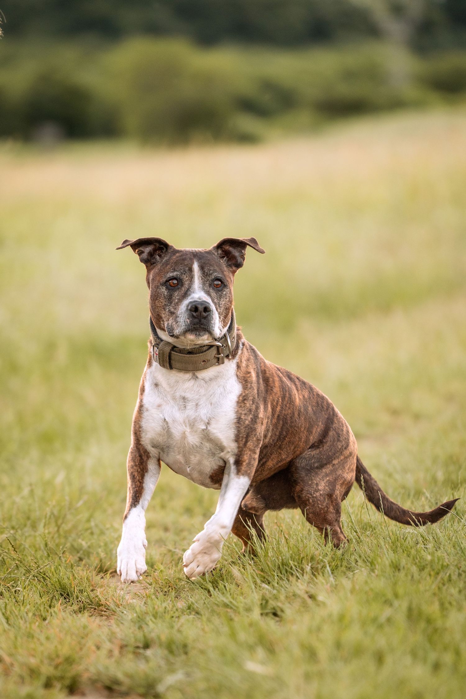 Brindle and white Staffordshire Bull Terrier running on green grass field wearing a brown collar.